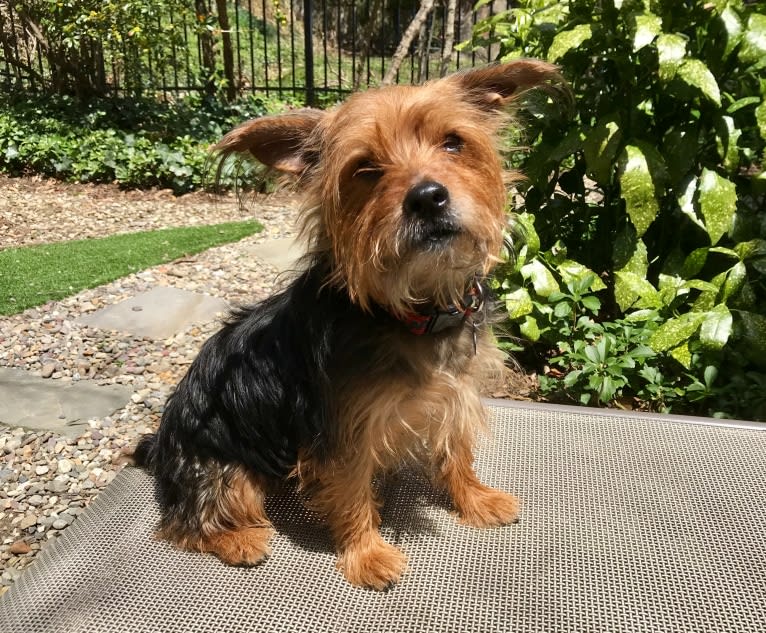 Rudy, a Yorkshire Terrier and Shih Tzu mix tested with EmbarkVet.com