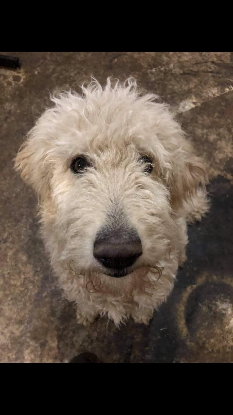 Kanooper, a Goldendoodle tested with EmbarkVet.com