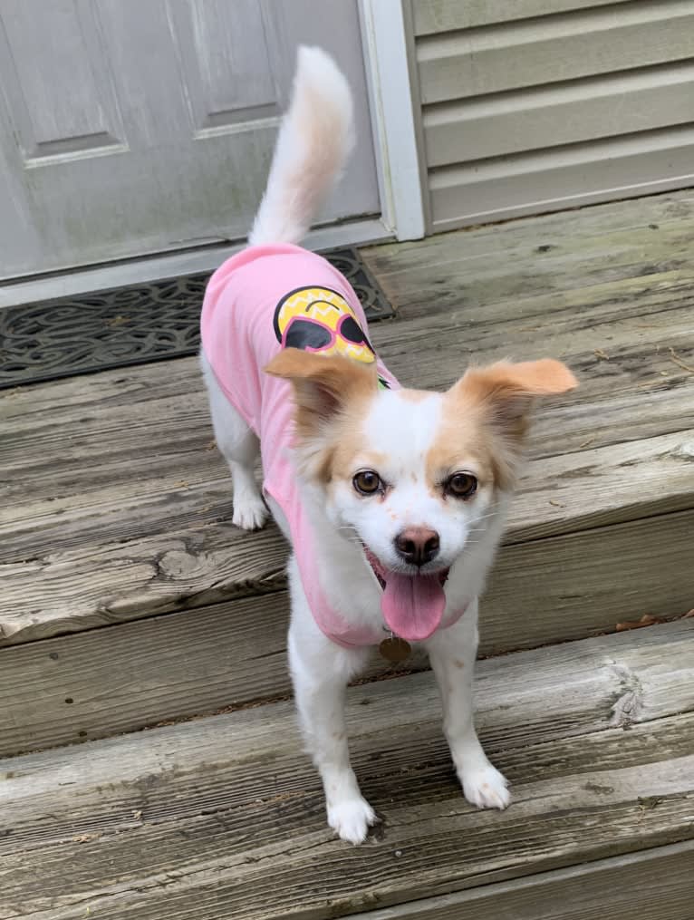 Betty Freckles, a Chinese Village Dog and French Bulldog mix tested with EmbarkVet.com