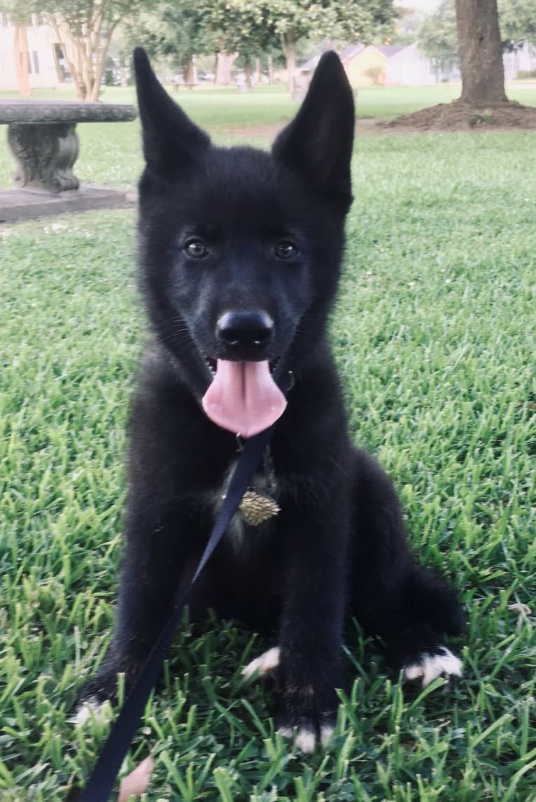 Xenan Stark Barbossa Mars a dog tested with EmbarkVet.com