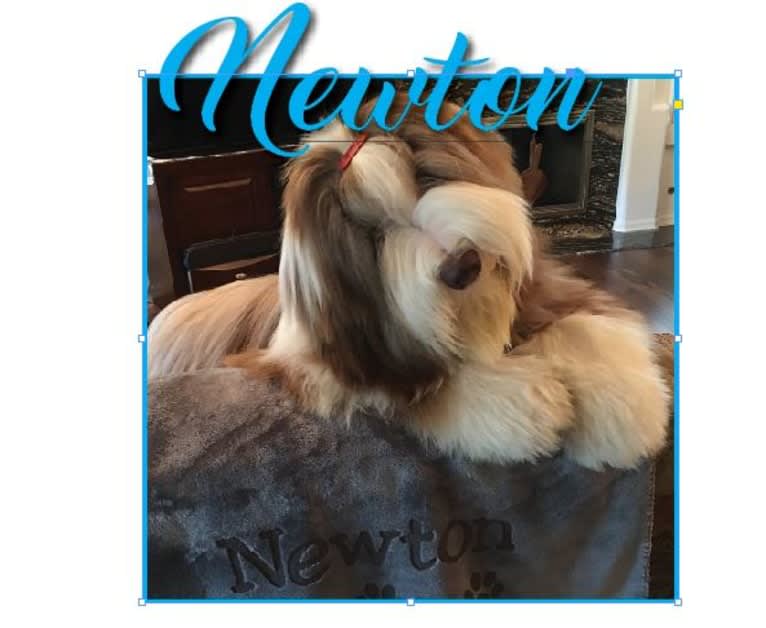 Newton, a Bearded Collie tested with EmbarkVet.com