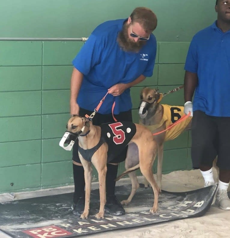 Holly, a Greyhound tested with EmbarkVet.com