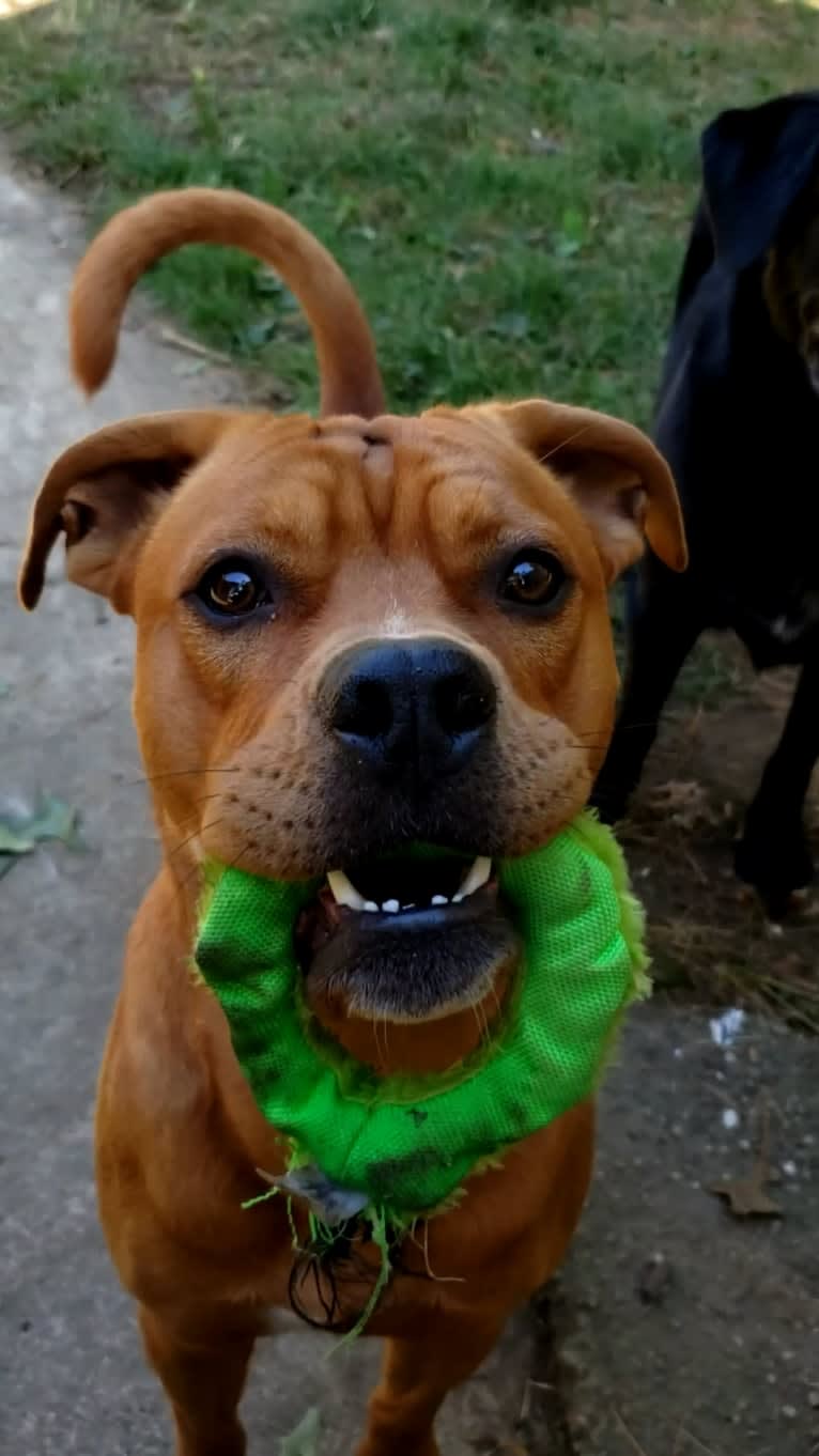 Ollie, an American Bulldog and Chow Chow mix tested with EmbarkVet.com