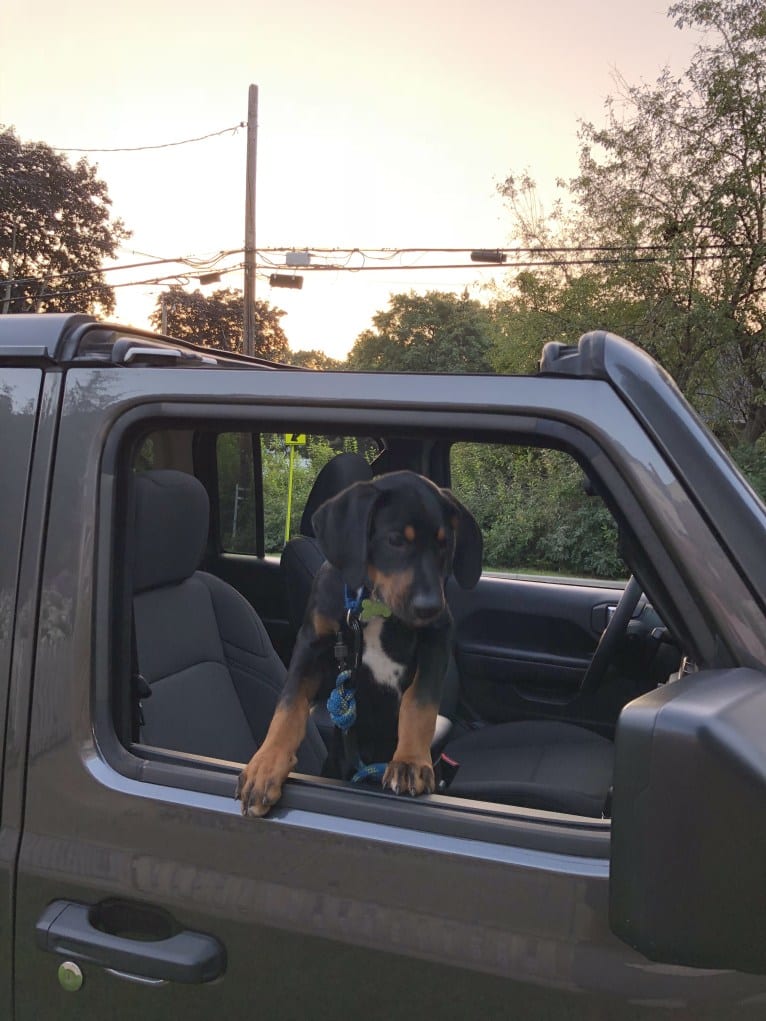 Andy, a Treeing Walker Coonhound and Redbone Coonhound mix tested with EmbarkVet.com