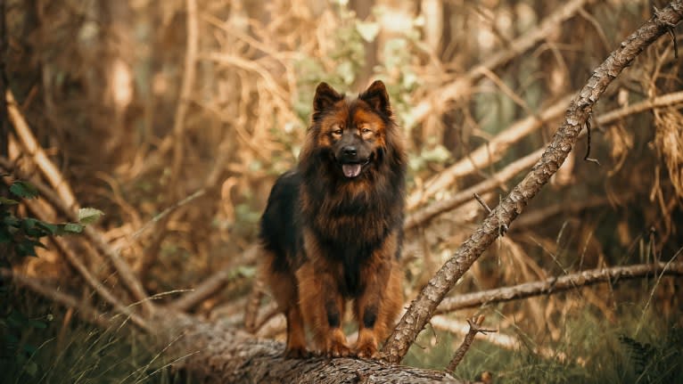 Albionspitz Kyoko, an Eurasier tested with EmbarkVet.com