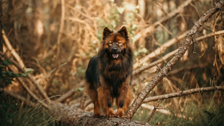 Albionspitz Kyoko, an Eurasier tested with EmbarkVet.com