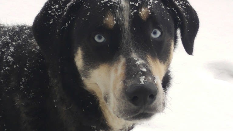 Biscuit, a Great Pyrenees and Siberian Husky mix tested with EmbarkVet.com