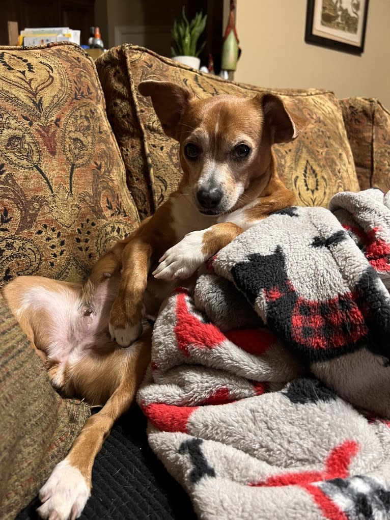 Ruby, a Rat Terrier and Chihuahua mix tested with EmbarkVet.com