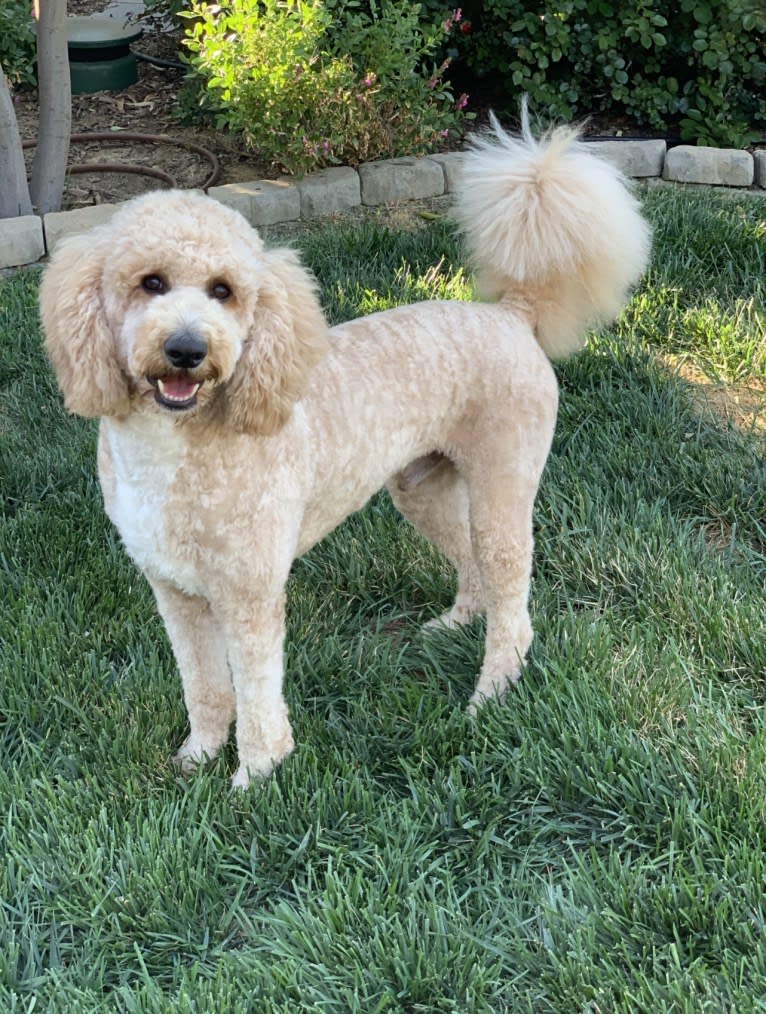 Chance, a Poodle tested with EmbarkVet.com