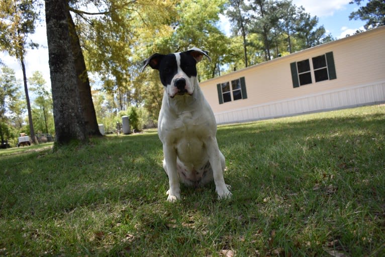 Asha, an American Bulldog tested with EmbarkVet.com