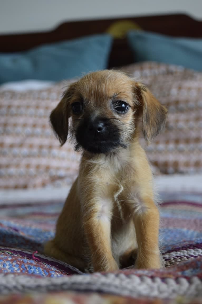 Pippa, a Miniature Schnauzer and Dachshund mix tested with EmbarkVet.com