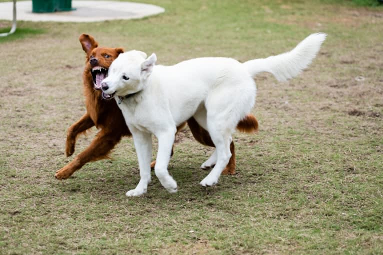 Dash, a Gerberian Shepsky (12.7% unresolved) tested with EmbarkVet.com