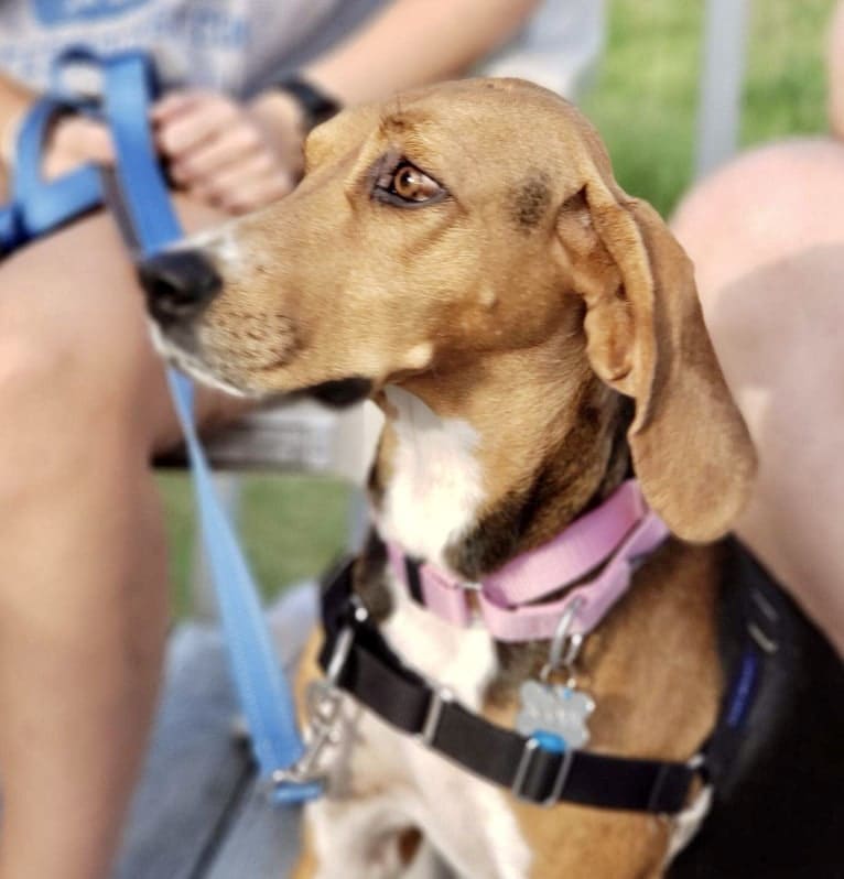 Scout, a Treeing Walker Coonhound tested with EmbarkVet.com