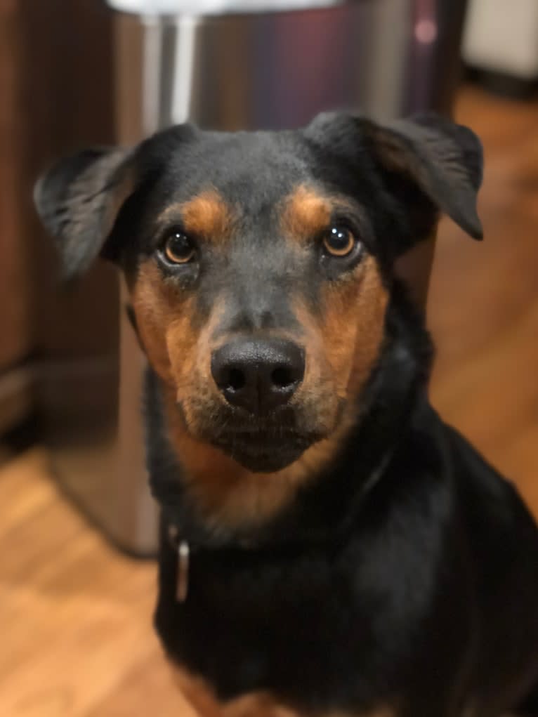 Zeke, an Australian Cattle Dog and Catahoula Leopard Dog mix tested with EmbarkVet.com