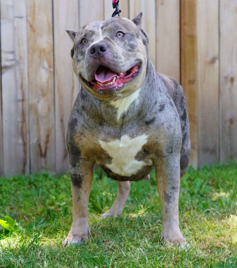 Queen B Raven, an American Bully tested with EmbarkVet.com
