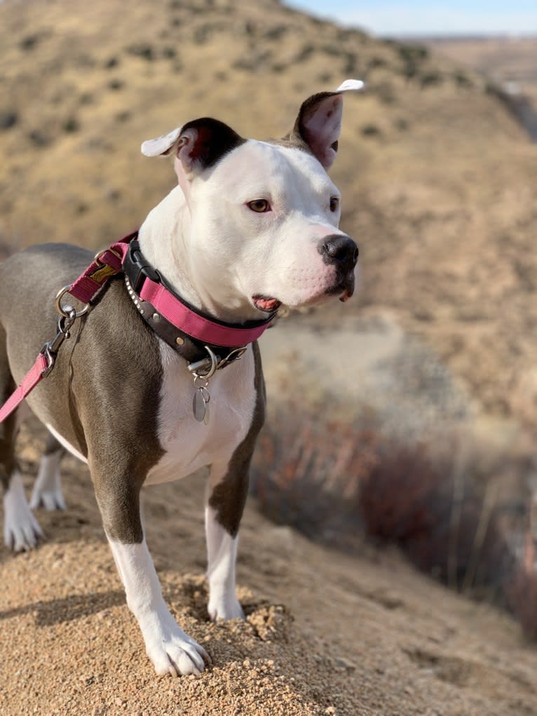 Lily, an American Bully and American Staffordshire Terrier mix tested with EmbarkVet.com