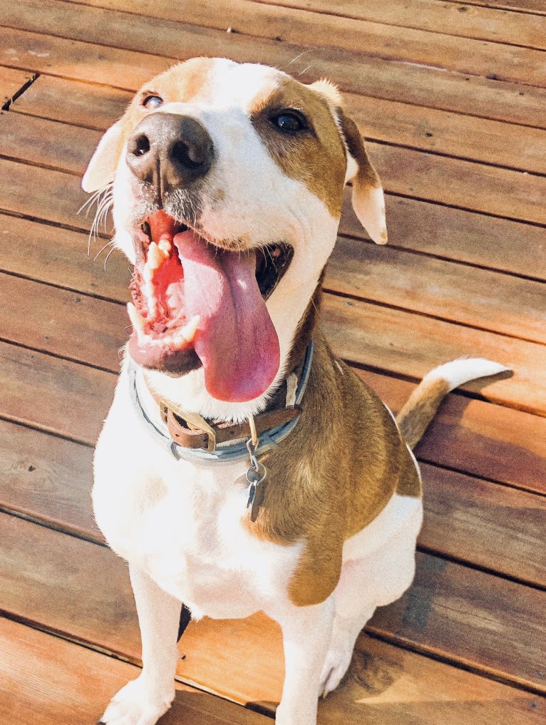 Benny, an American Pit Bull Terrier and Labrador Retriever mix tested with EmbarkVet.com