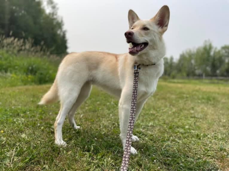 Opie, a Siberian Husky and German Shepherd Dog mix tested with EmbarkVet.com