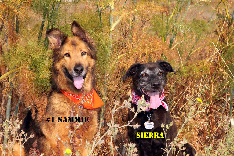 Sammi, a German Shepherd Dog and Boxer mix tested with EmbarkVet.com