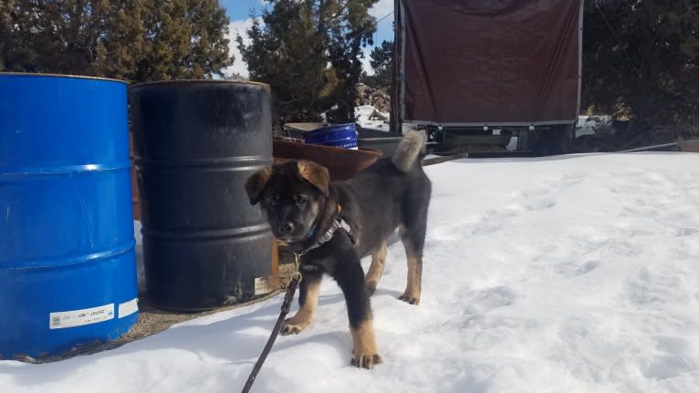 Kaiju Bear, an Akita and Alaskan Malamute mix tested with EmbarkVet.com