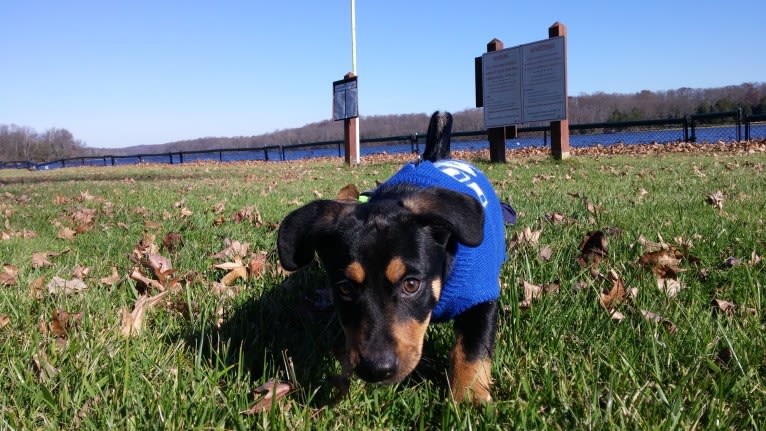 Fenrir, a Chihuahua and Rottweiler mix tested with EmbarkVet.com