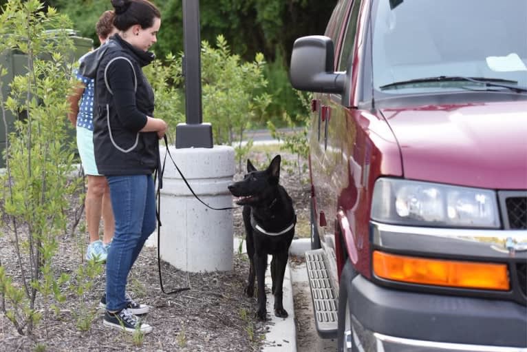 Bruno, a German Shepherd Dog tested with EmbarkVet.com