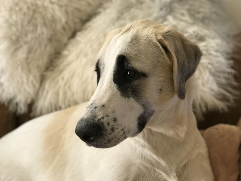 Rocket, an Anatolian Shepherd Dog tested with EmbarkVet.com