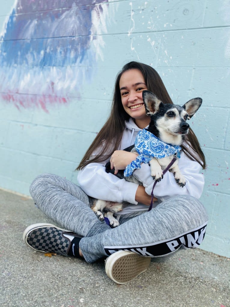 Mojo-Jojo, a Chihuahua and Poodle (Small) mix tested with EmbarkVet.com