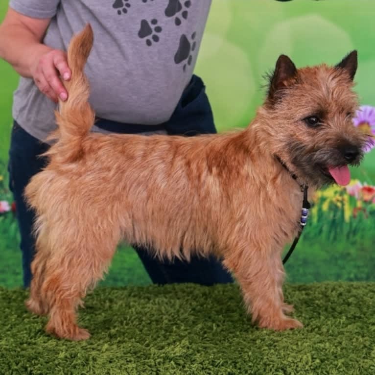 DANCER, a Cairn Terrier tested with EmbarkVet.com