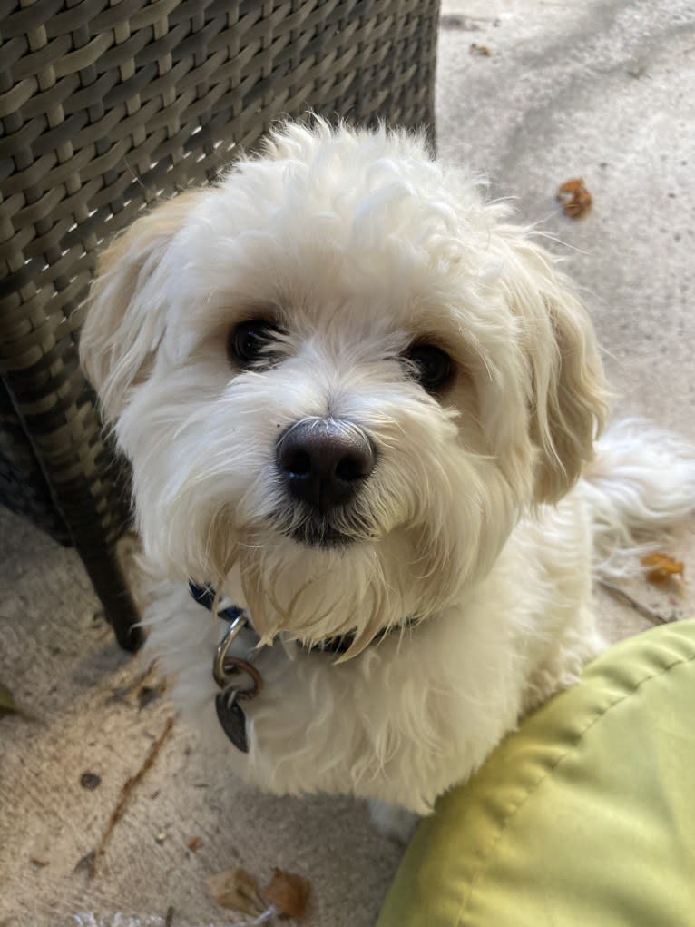 Murphy, a Maltese and Shih Tzu mix tested with EmbarkVet.com