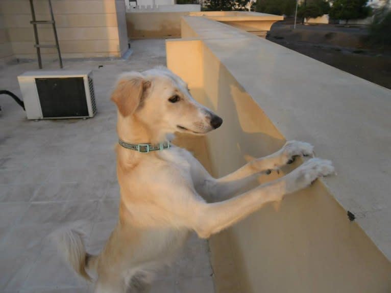 Habibi, a Saluki tested with EmbarkVet.com