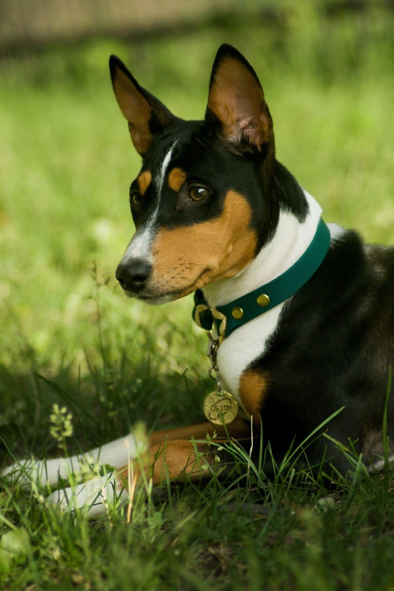 Orion, a Basenji tested with EmbarkVet.com