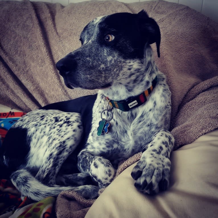 Max, a Border Collie and Pointer mix tested with EmbarkVet.com