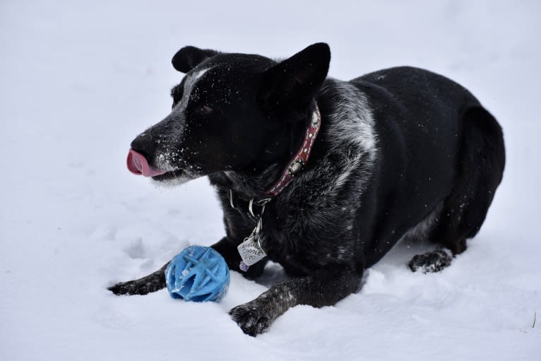 Mist, an Australian Cattle Dog and Australian Shepherd mix tested with EmbarkVet.com