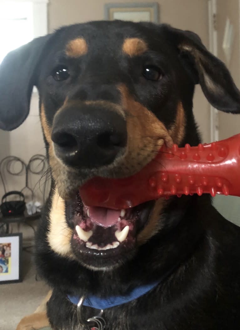 Wyatt, a Labrador Retriever and Doberman Pinscher mix tested with EmbarkVet.com