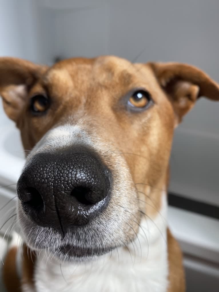 Pete, a Chow Chow and American Pit Bull Terrier mix tested with EmbarkVet.com