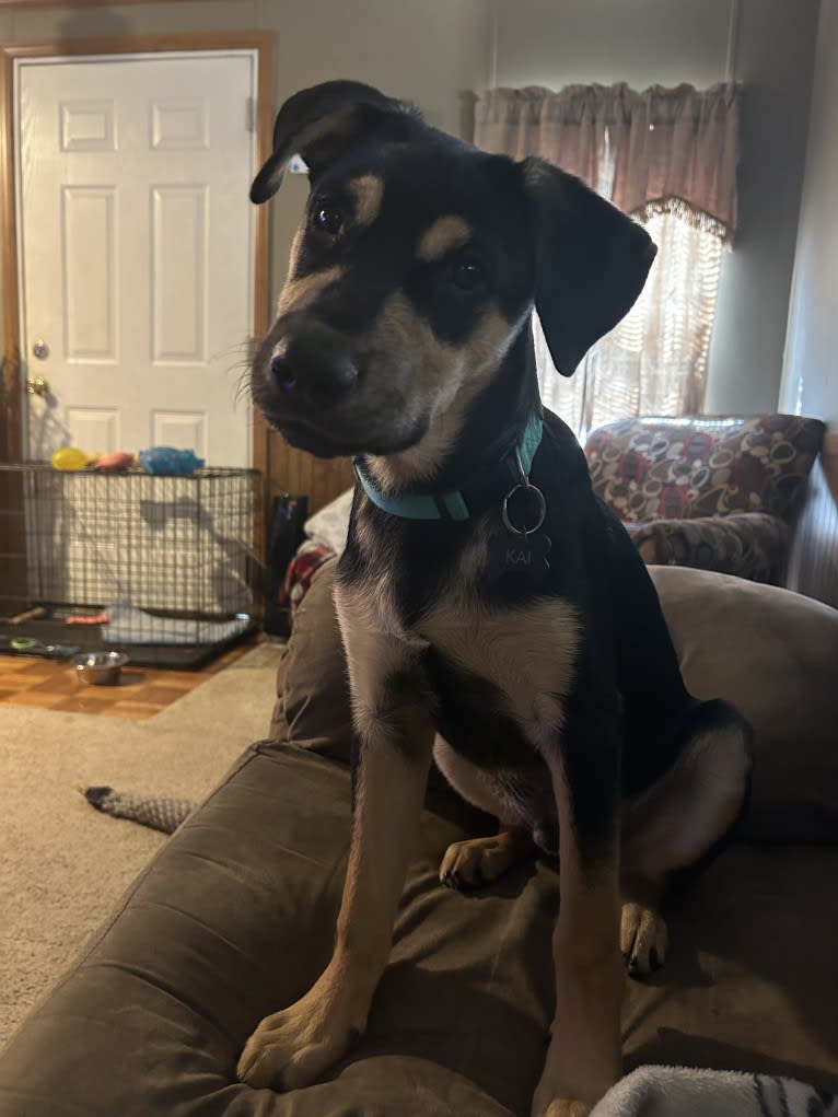 Kai, an Australian Cattle Dog and American Pit Bull Terrier mix tested with EmbarkVet.com