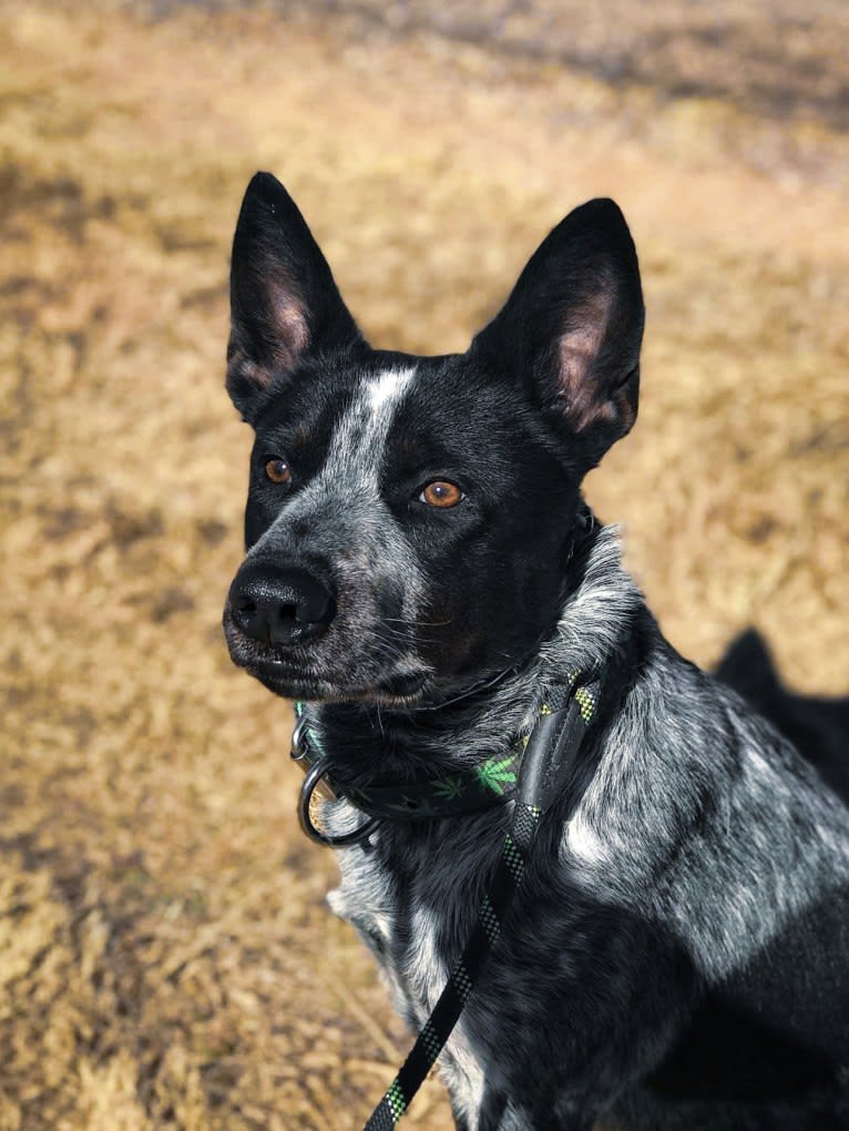 Bruce, an Australian Cattle Dog tested with EmbarkVet.com