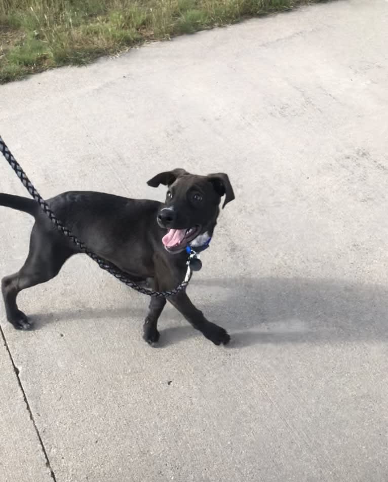 Raider, a Doberman Pinscher and Golden Retriever mix tested with EmbarkVet.com