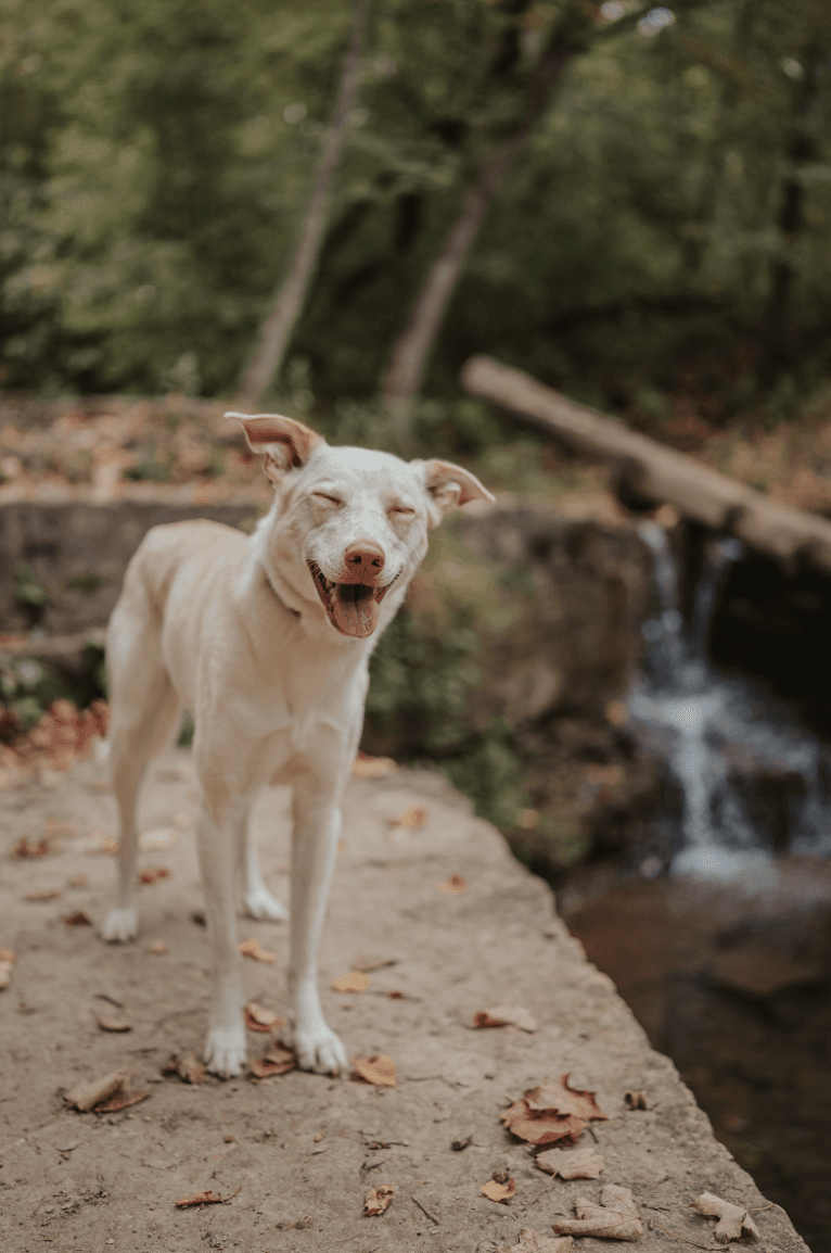 Aspen, an American Pit Bull Terrier and Siberian Husky mix tested with EmbarkVet.com