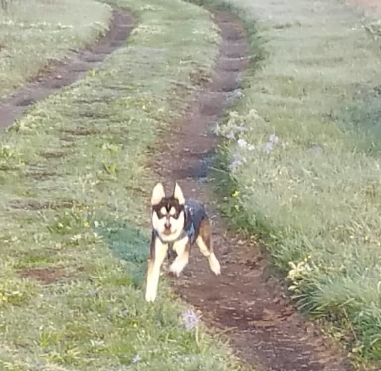 Leo, an Australian Cattle Dog and French Bulldog mix tested with EmbarkVet.com