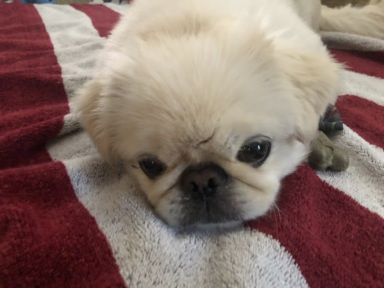 Pablo, a Pekingese tested with EmbarkVet.com