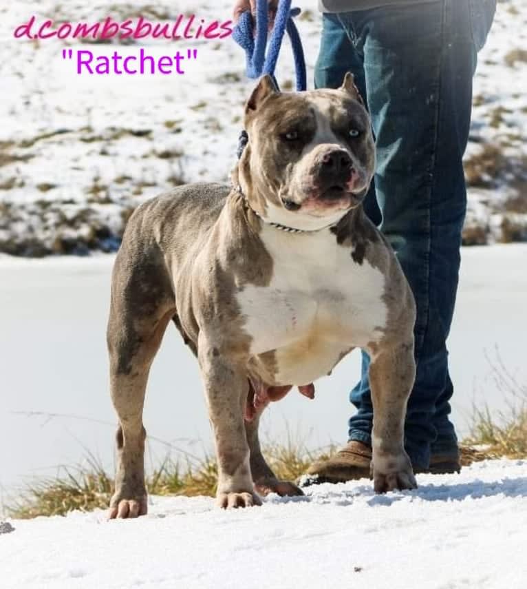 Khaleesi, an American Bully tested with EmbarkVet.com