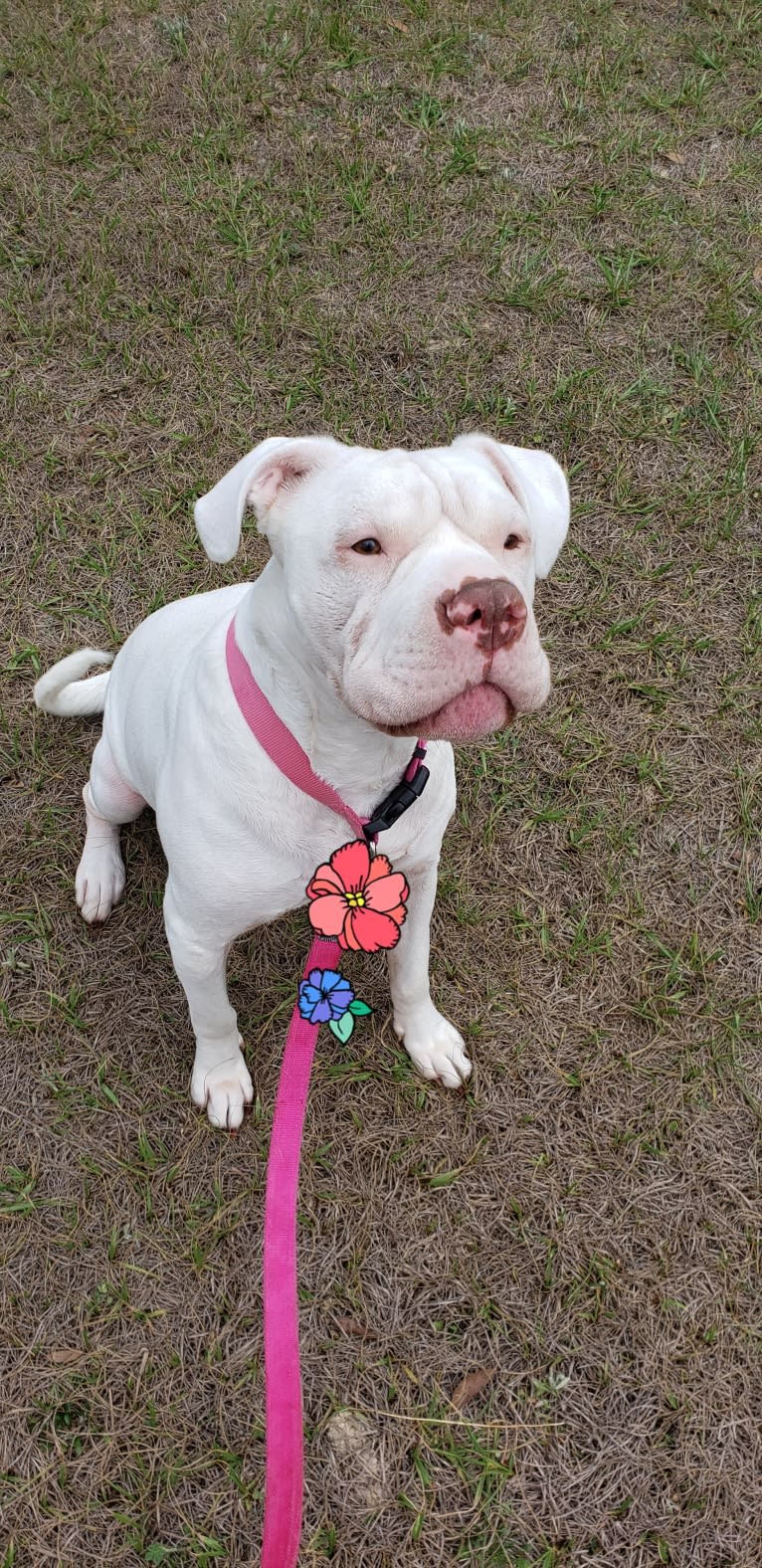 Storm, an American Bulldog tested with EmbarkVet.com