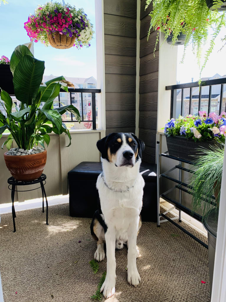 Beau, a Greater Swiss Mountain Dog and Great Pyrenees mix tested with EmbarkVet.com