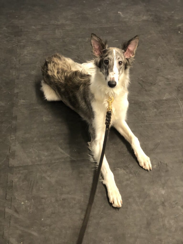 Twig, a Silken Windhound tested with EmbarkVet.com