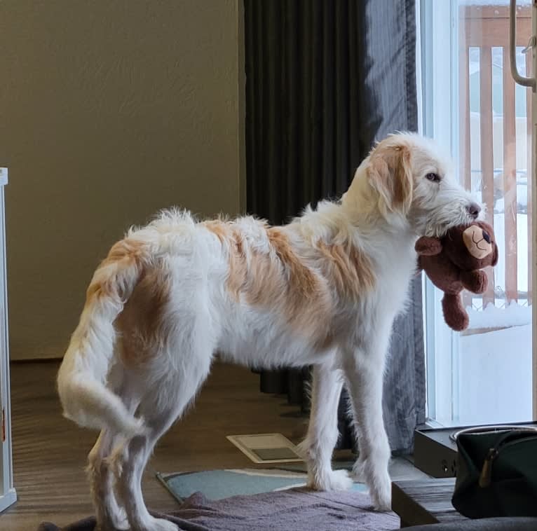 Amaretto, a Great Pyrenees and Poodle (Standard) mix tested with EmbarkVet.com