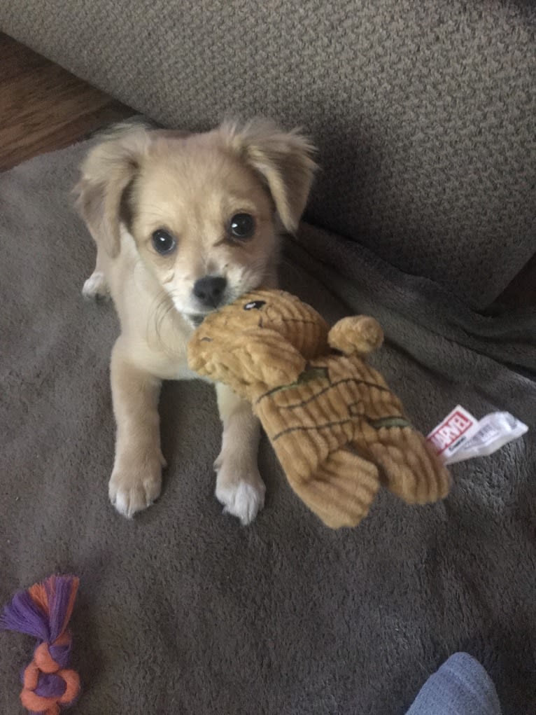 Abigail, a Poodle (Small) and Chihuahua mix tested with EmbarkVet.com