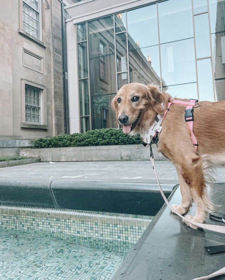 Marley, a Golden Retriever tested with EmbarkVet.com