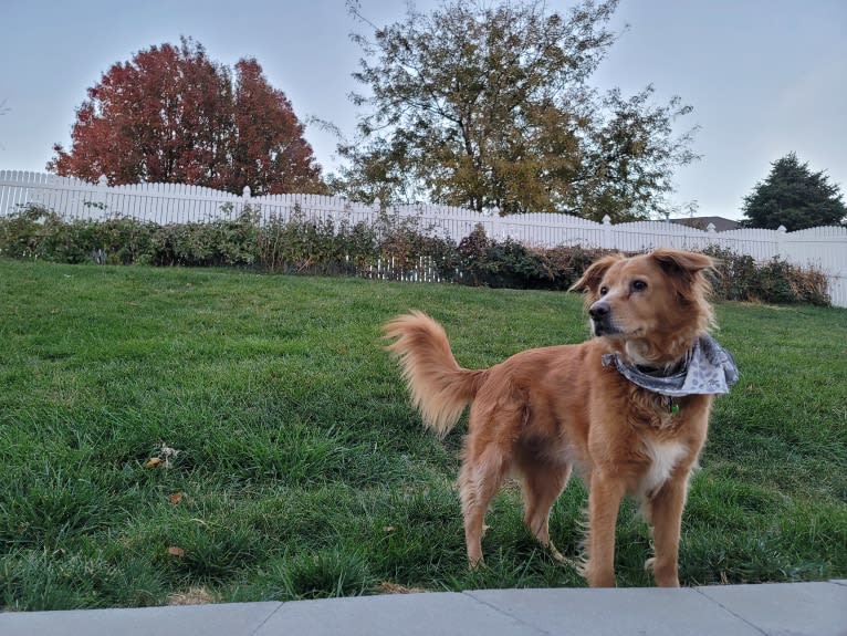 Roxy, a Chow Chow and American Pit Bull Terrier mix tested with EmbarkVet.com